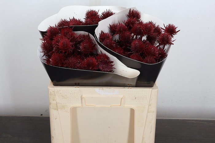 <h4>Eryn Wx 50cm Bordeaux</h4>