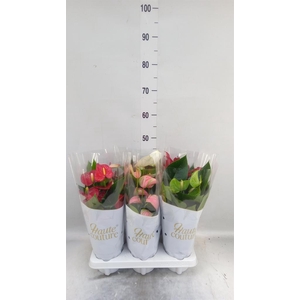 Anthurium andr.   ...mix  3