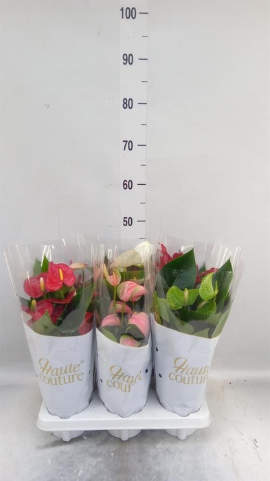 <h4>Anthurium andr.   ...mix  3</h4>