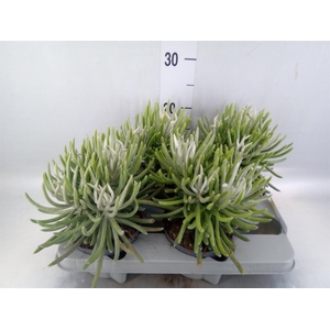 Senecio   ...