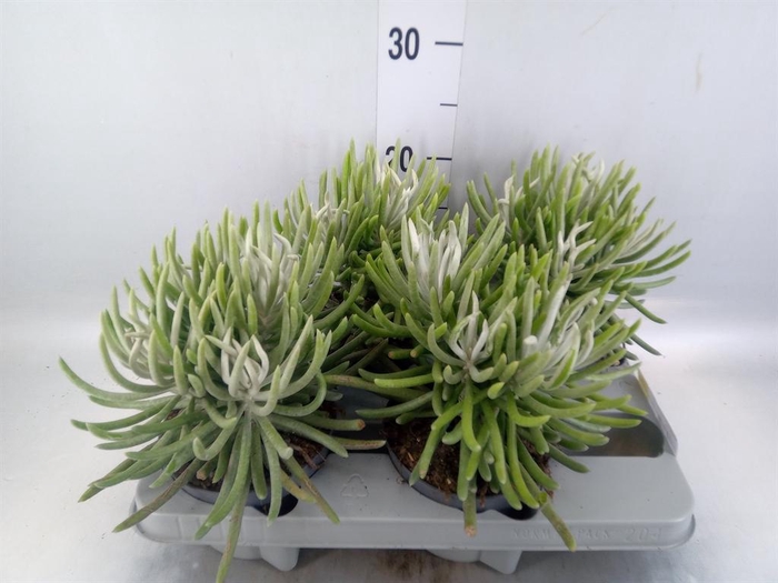 <h4>Senecio   ...</h4>