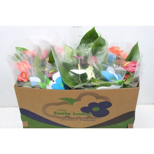 ANTHURIUM VARIADO P15
