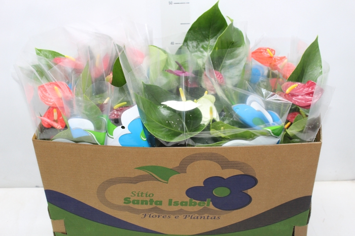 <h4>ANTHURIUM VARIADO P15</h4>