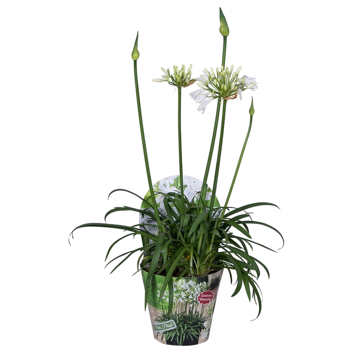 <h4>Agpanthus Summer Love White 1+ Potcover</h4>