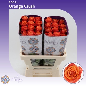 Rosa gr Orange Crush