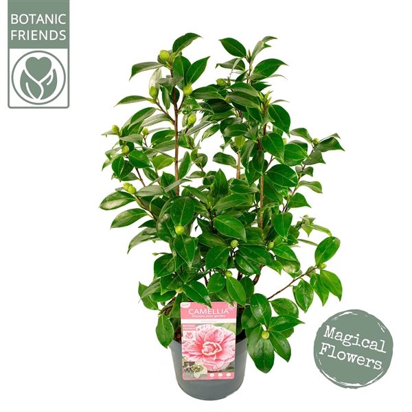 <h4>Camellia jap. 'Bonomiana'</h4>