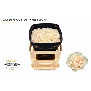 Rosa Garden Cotton Xpression