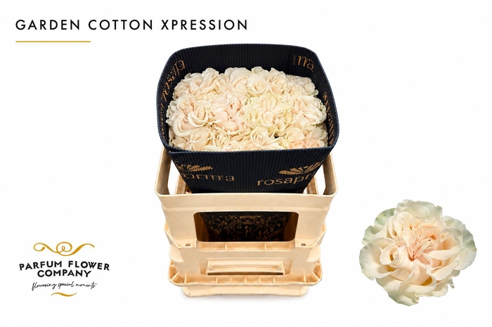 <h4>Rosa Garden Cotton Xpression</h4>