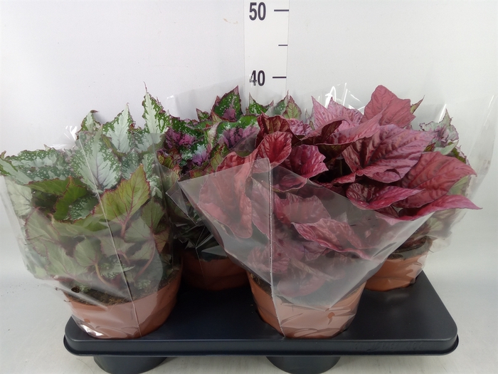 <h4>Begonia BD 'Beleaf'   ...mix</h4>