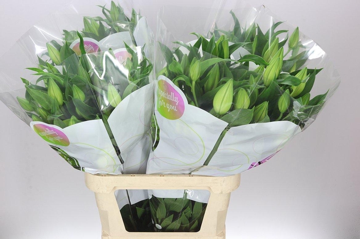 <h4>Lil Or Catemaco</h4>