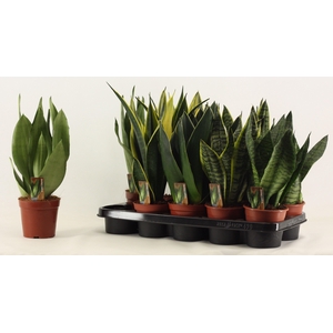 Sansevieria Super Mix 12 cm