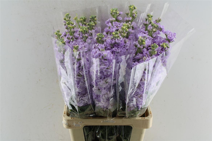 <h4>Matth Iron Lavendel</h4>