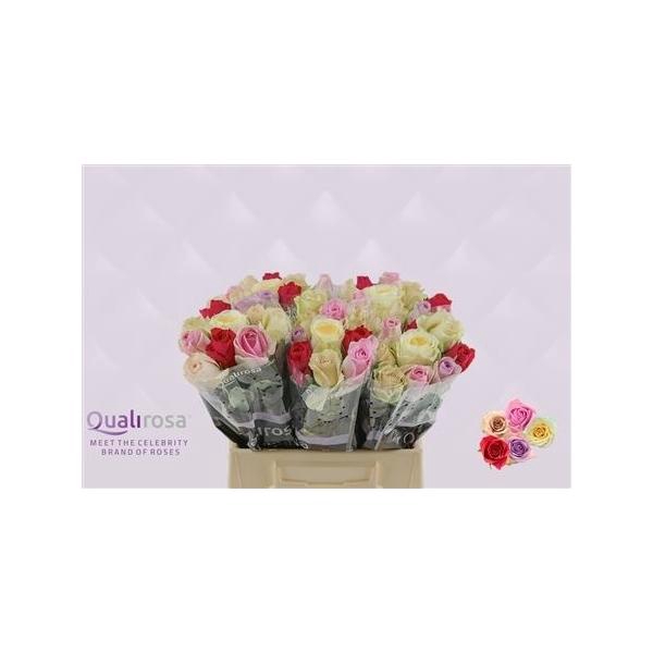 <h4>R Gr Mix Felicity</h4>