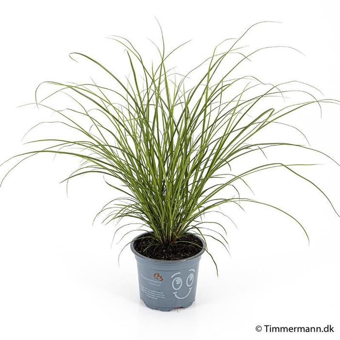 <h4>CAREX BRUNNEA</h4>