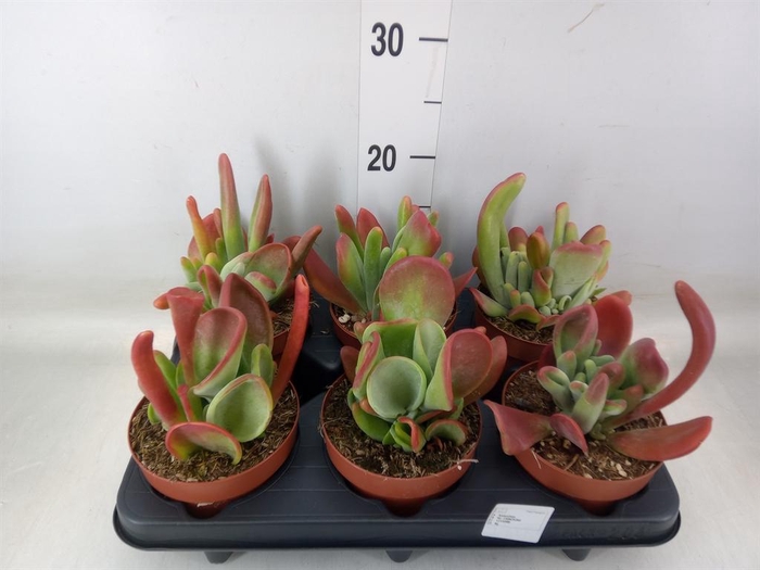 <h4>Kalanchoe NF   ...</h4>