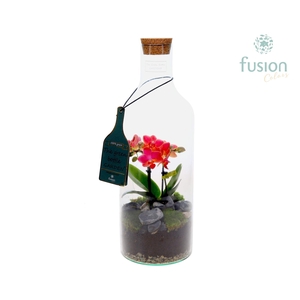 Green Bottle Fles Medium met Phalaenopsis