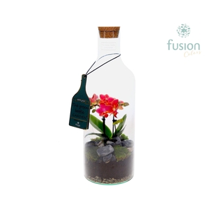Green Bottle Fles Medium met Phalaenopsis