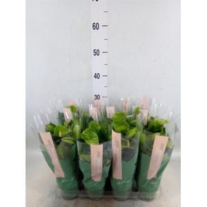 Anthurium andr. 'Smaragd'