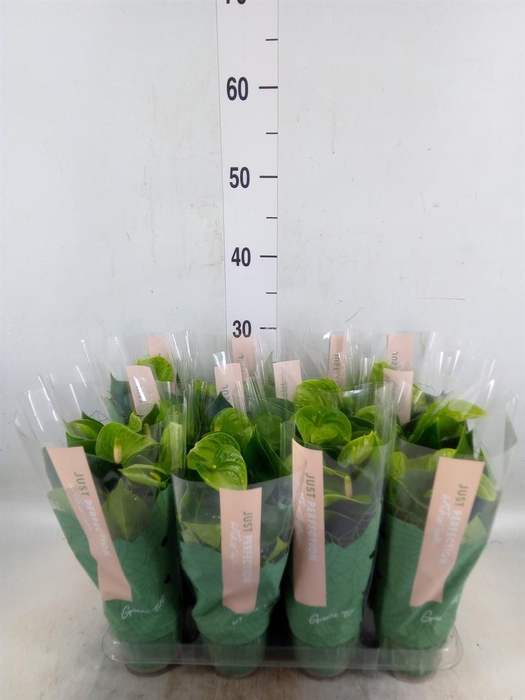 <h4>Anthurium andr. 'Smaragd'</h4>