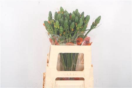 <h4>Ornithogalum Sunshine Orange</h4>