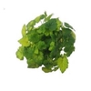 TOLMIEA M VARIEGATA