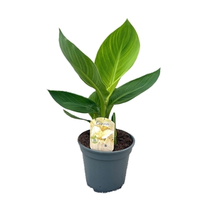 Canna Alaska Zonder Bloem p 17