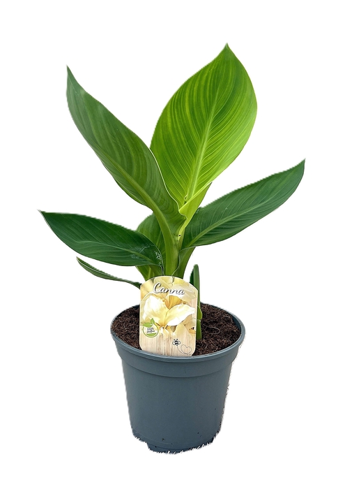 <h4>Canna Alaska Zonder Bloem p 17</h4>