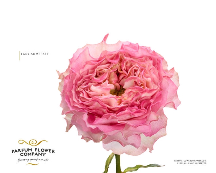 <h4>R Gr Garden Lady Somerset</h4>