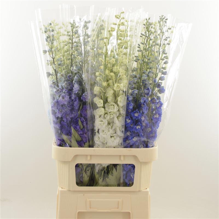 <h4>Delphinium Mix</h4>
