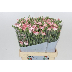 Dianthus Sp Symply Strike