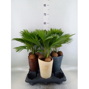 Livistona rotundifolia