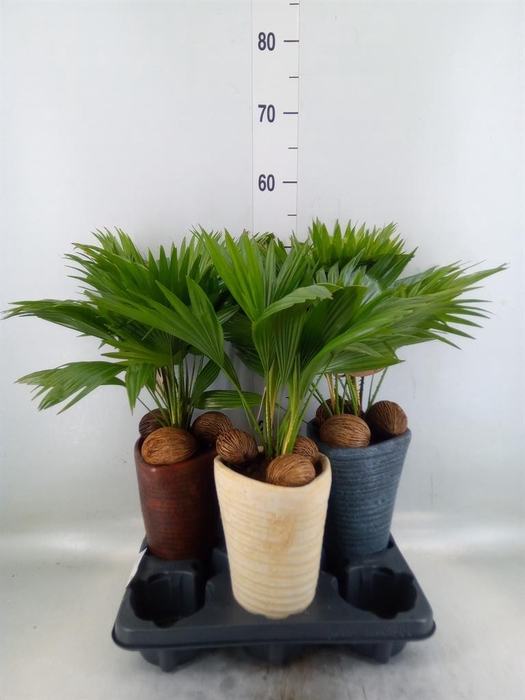 <h4>Livistona rotundifolia</h4>