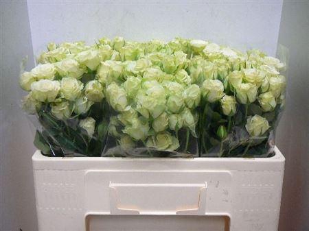 <h4>R Tr Green Glow</h4>