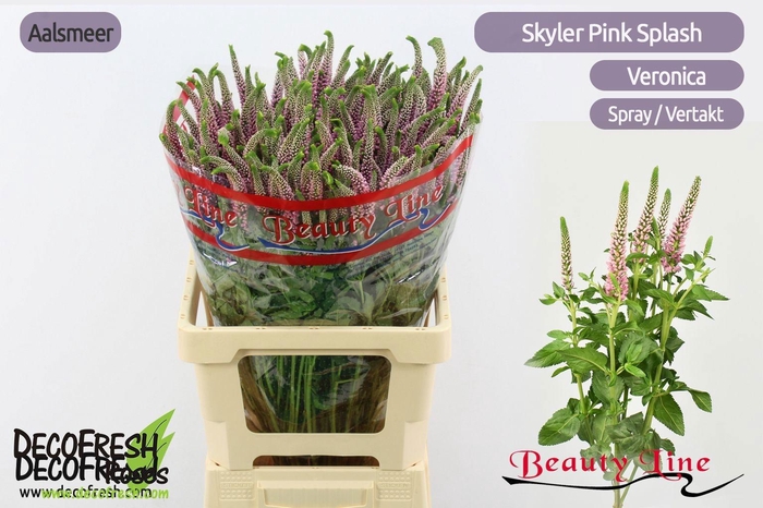 <h4>VERON L SKYLER PINK</h4>