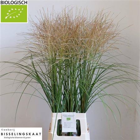 <h4>Siergras Misc Sinensis White Bio</h4>