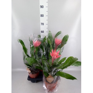 Aechmea fasciata 'Primera'