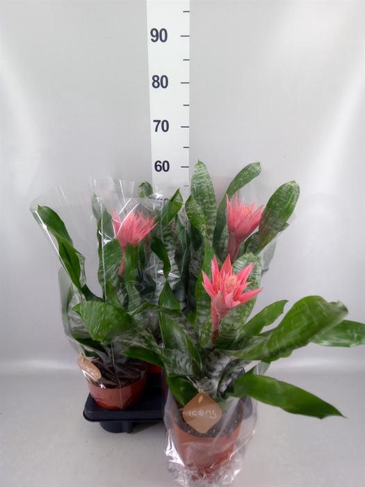 <h4>Aechmea fasciata 'Primera'</h4>