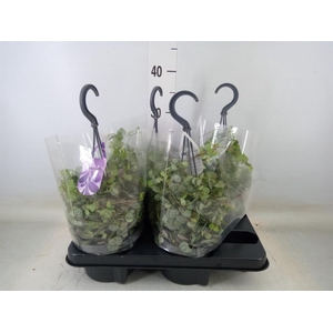 Ceropegia woodii ssp. woodii