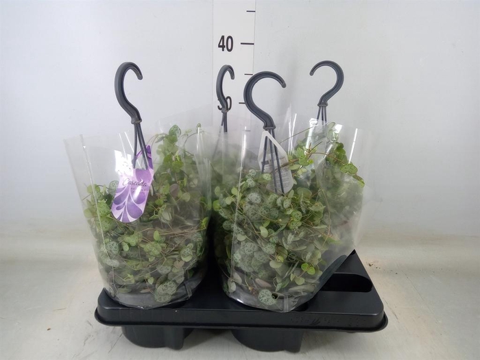 Ceropegia woodii ssp. woodii