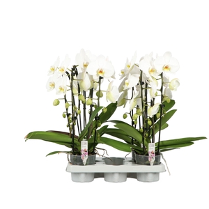 Cascade P12 A2 Versailles 2 Spike