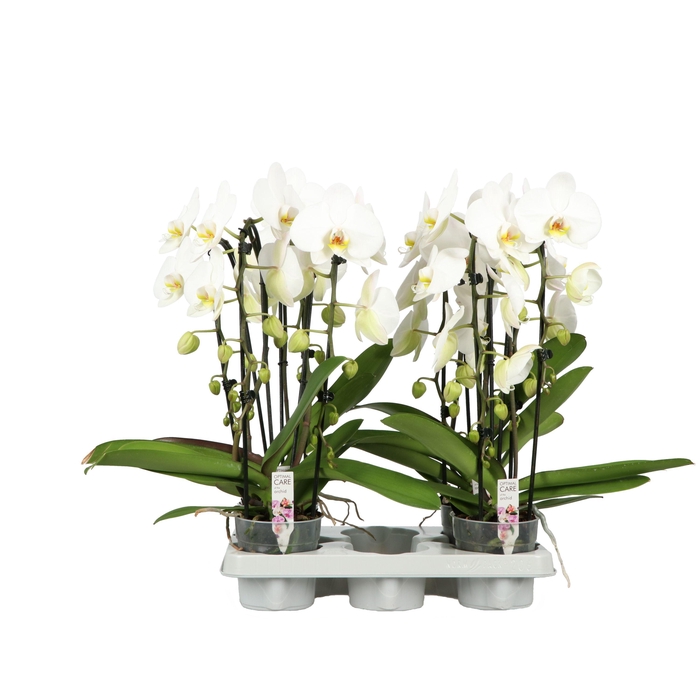 <h4>Cascade P12 A2 Versailles 2 Spike</h4>