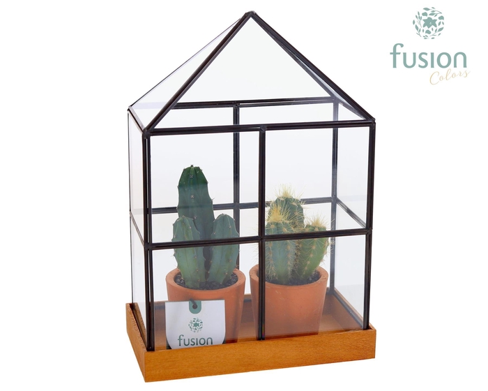 <h4>Glas Huisje met metaal Large met Cactussen</h4>