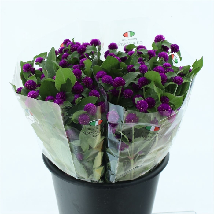 <h4>Gomph Gl Purple</h4>
