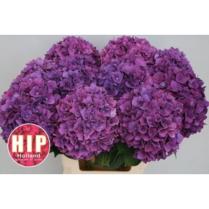 Hydrangea rodeo purple