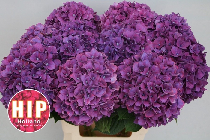 <h4>Hydrangea rodeo purple</h4>