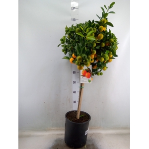 Citrus   ...