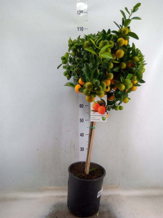 <h4>Citrus   ...</h4>