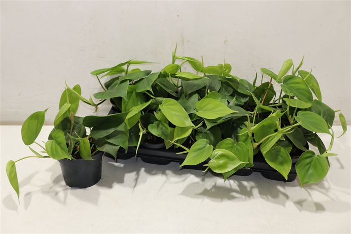 <h4>Phil Scandens</h4>