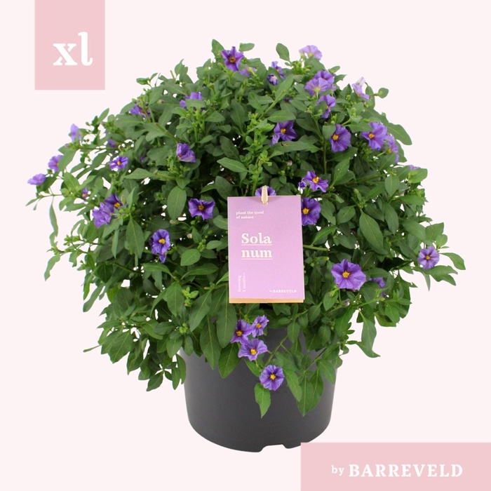 <h4>Solanum Rantonetti Struik</h4>