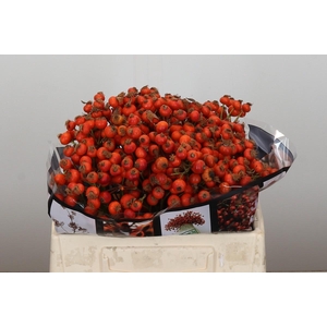 Rozenbottel Sunset Hiphop